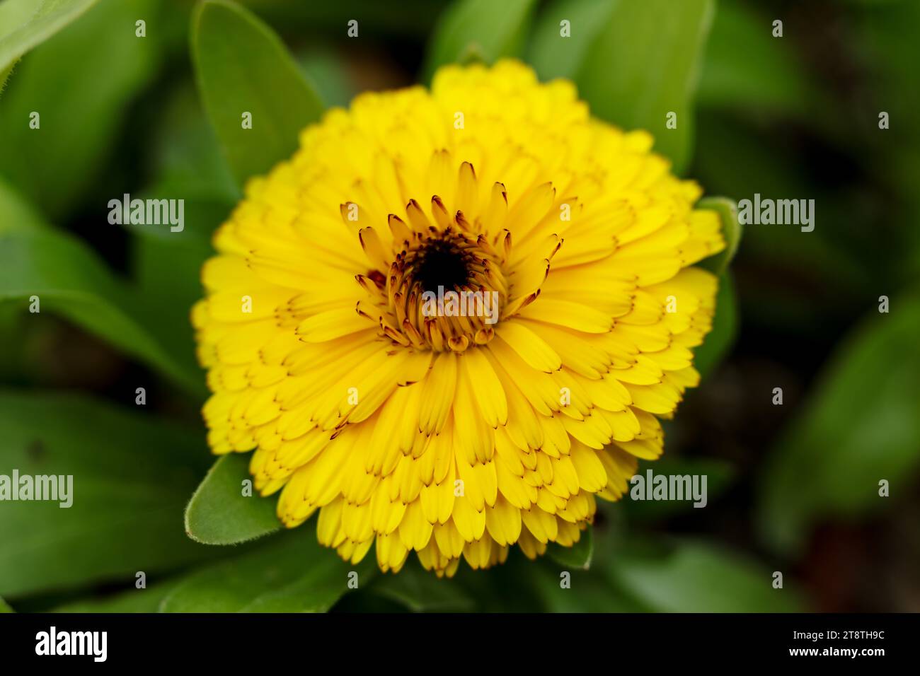 englische Ringelblume, Calendula officinalis, die Ringelblume, Ringelblume, Ruddles, Marys Gold oder Scotch Ringelblume aus nächster Nähe Stockfoto