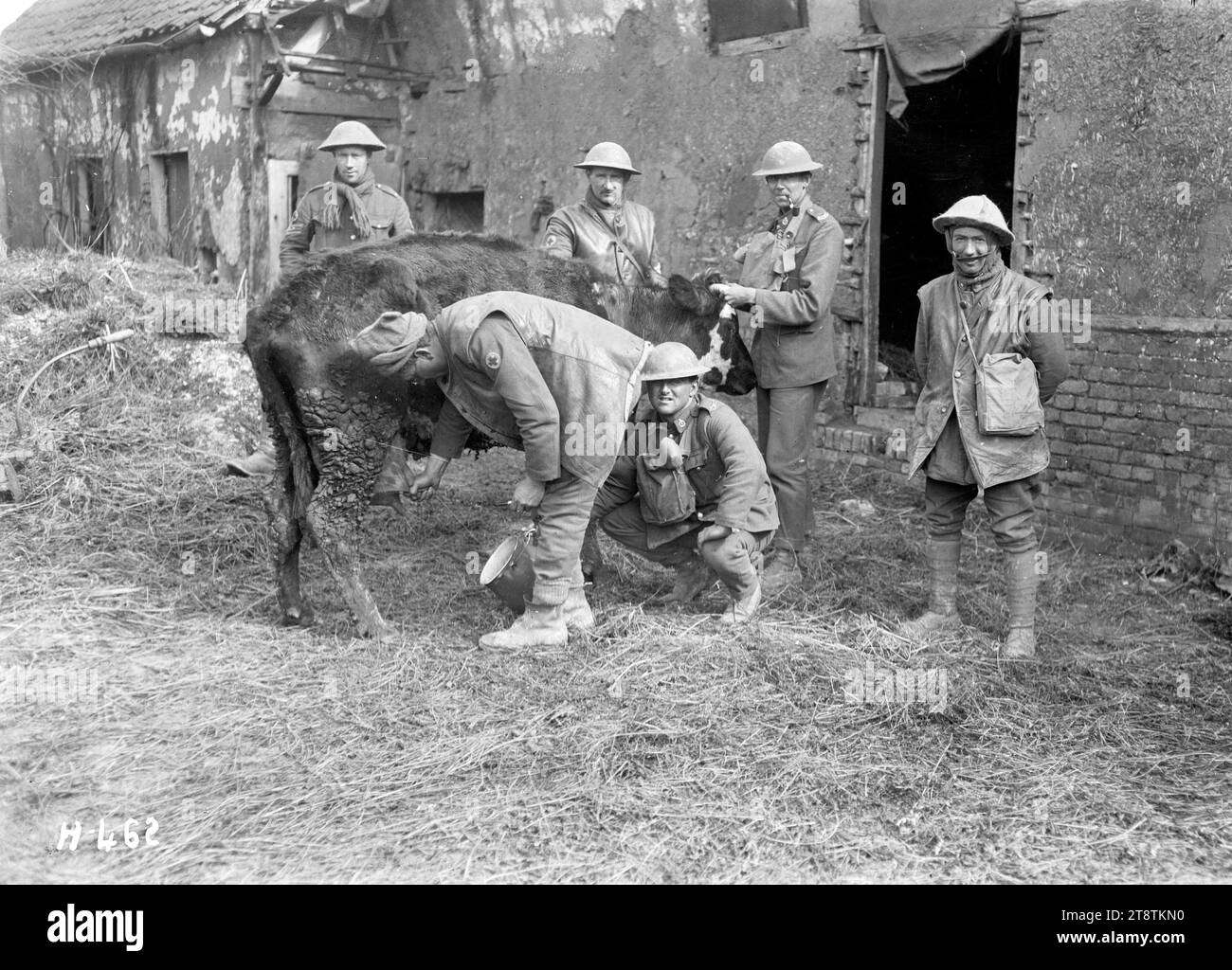 Neuseeländische Soldaten melken eine Kuh in der Nähe der Somme, neuseeländische Soldaten ergreifen die Gelegenheit, frische Milch von einer Kuh zu erhalten, die von ihren Besitzern in einem Dorf an der Somme verlassen wurde. Zeigt einen Soldaten, der eine Kuh melkt, während zwei weitere Soldaten die Bestie stationieren. Foto: Courcelles, Frankreich, 1. April 1918 Stockfoto