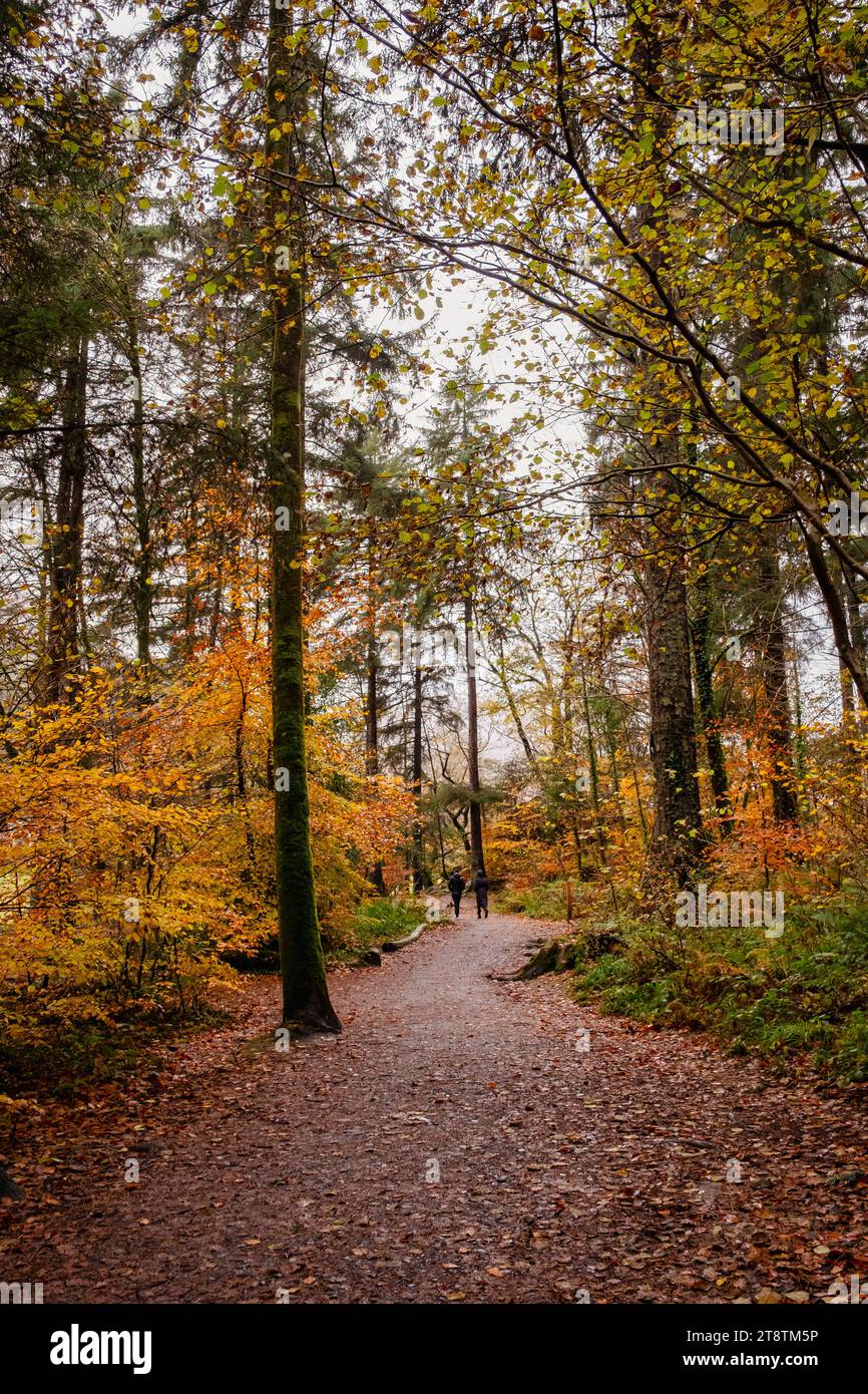 Coed Tan Dinas Walk. Im Herbst spazieren die Menschen durch die Wälder des Gwydir Forest Park mit riesigen Douglasien. Betws-y-Coed, Conwy, Wales, Großbritannien Stockfoto