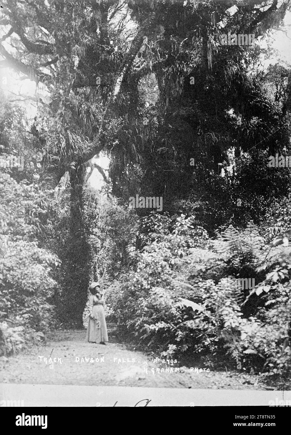 Track am Mt Egmont, in der Gegend um Dawson Falls - Foto von Harry Graham, Foto einer Frau in einem langen Kleid, auf einem Buschweg in der Gegend um Dawson Falls in Mount Egmont, um 1914. Foto von H Graham, Hausmeister bei Dawson Falls (siehe H. Graham, Kaponga, im Wise's Post Office Directory, 1914) Stockfoto