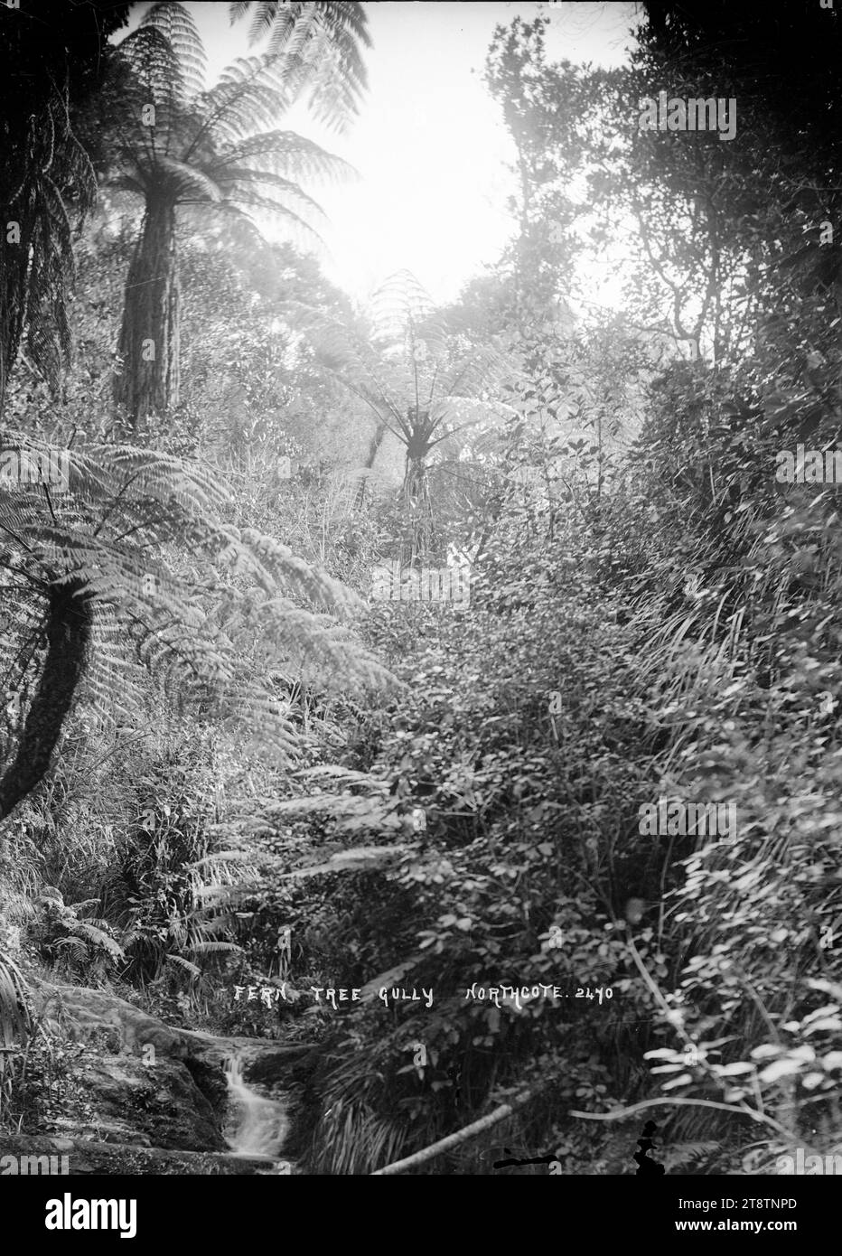 Fern Tree Gully, Northcote, Auckland, Neuseeland, Blick auf Fern Tree Gully mit Farnen und einheimischen Pflanzen, die neben einem Fluss im Kauri Glen Park wachsen. Aufgenommen ca. 1910 Stockfoto