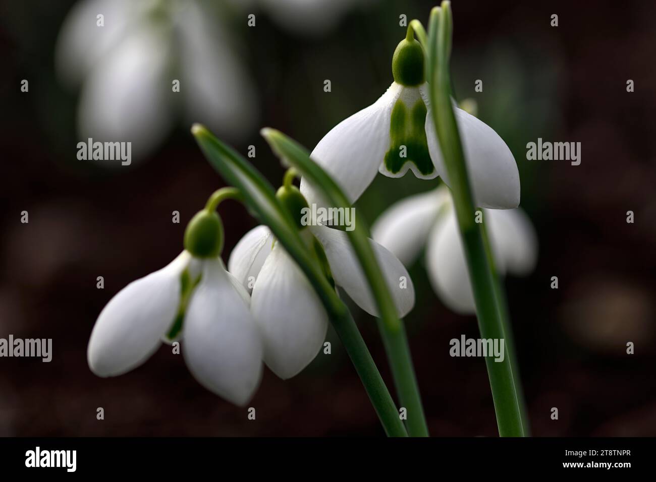 galanthus große Augen, Hybrid Schneeglöckchen, Hybrid galanthus, Hybriden Schneeglöckchen, Schneeglöckchen, Frühling, Blume, Blumen, RM Floral Stockfoto