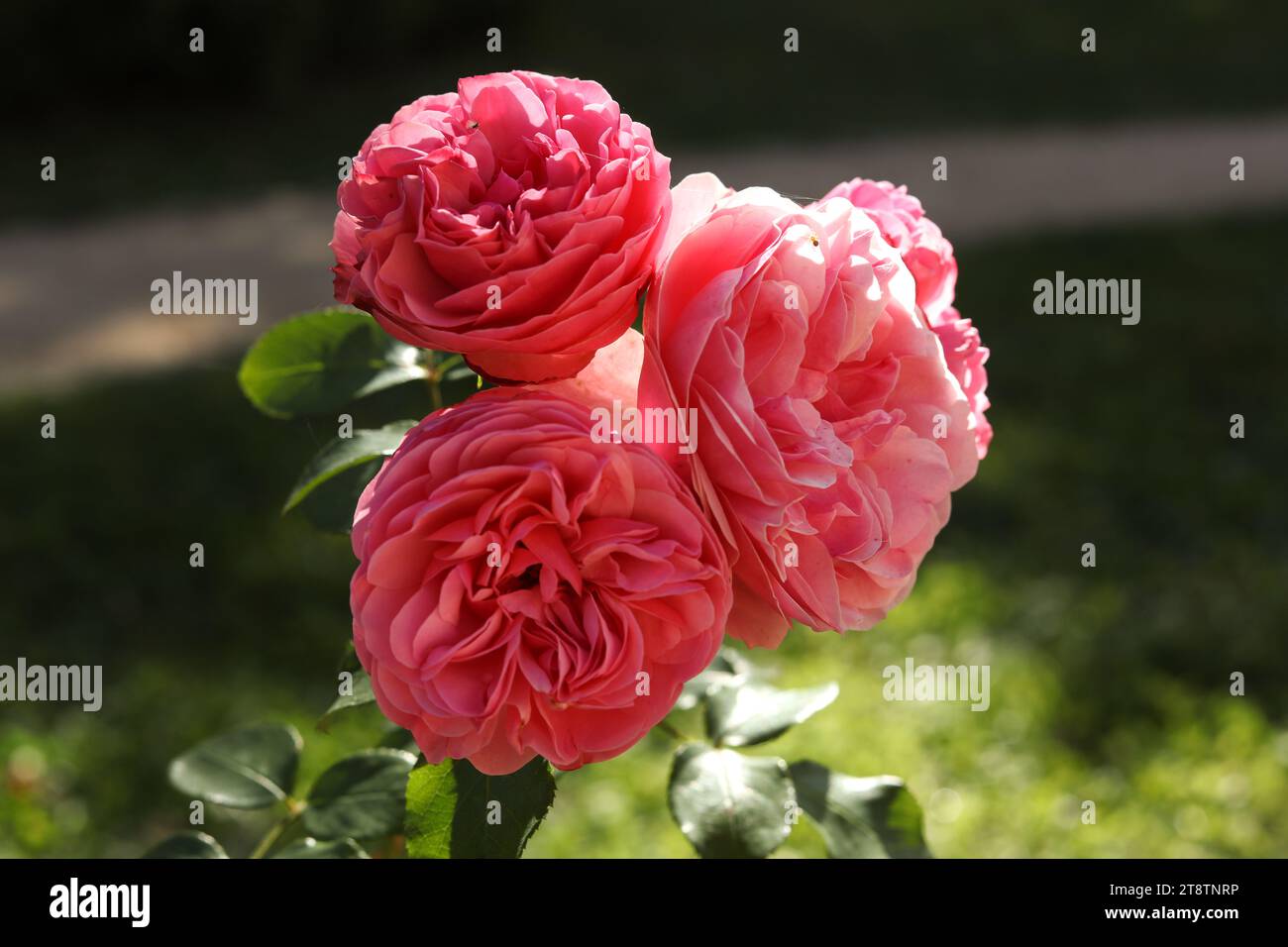 Eine Nahaufnahme der Rosa centifolia, der Provence Rose, der Kohlrose oder der Rose de Mai im Herbstgarten Stockfoto