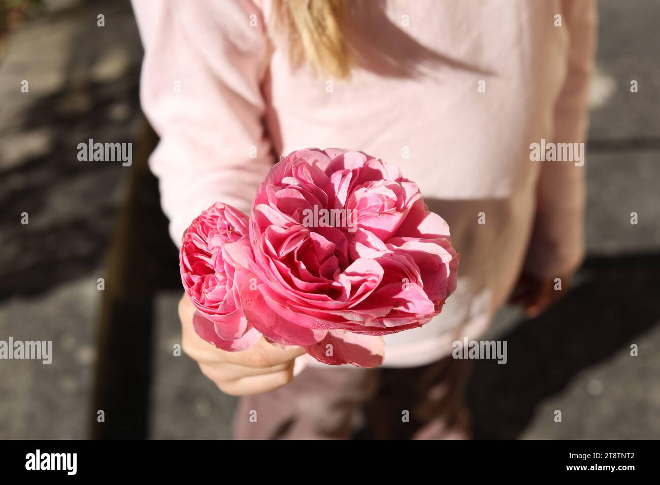 Eine Nahaufnahme einer kleinen Mädchenhand, die Rosa centifolia, die Provence Rose, Kohl Rose oder Rose de Mai Blume hält Stockfoto