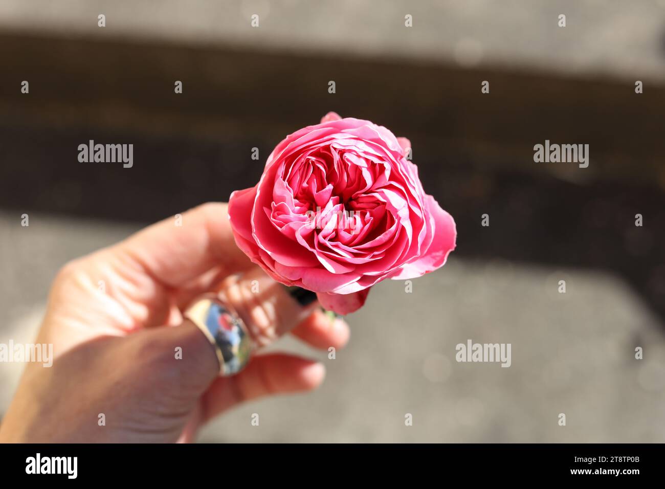 Nahaufnahme einer weiblichen Hand, die Rosa centifolia, die Provence Rose, Kohl Rose oder Rose de Mai Blume hält Stockfoto
