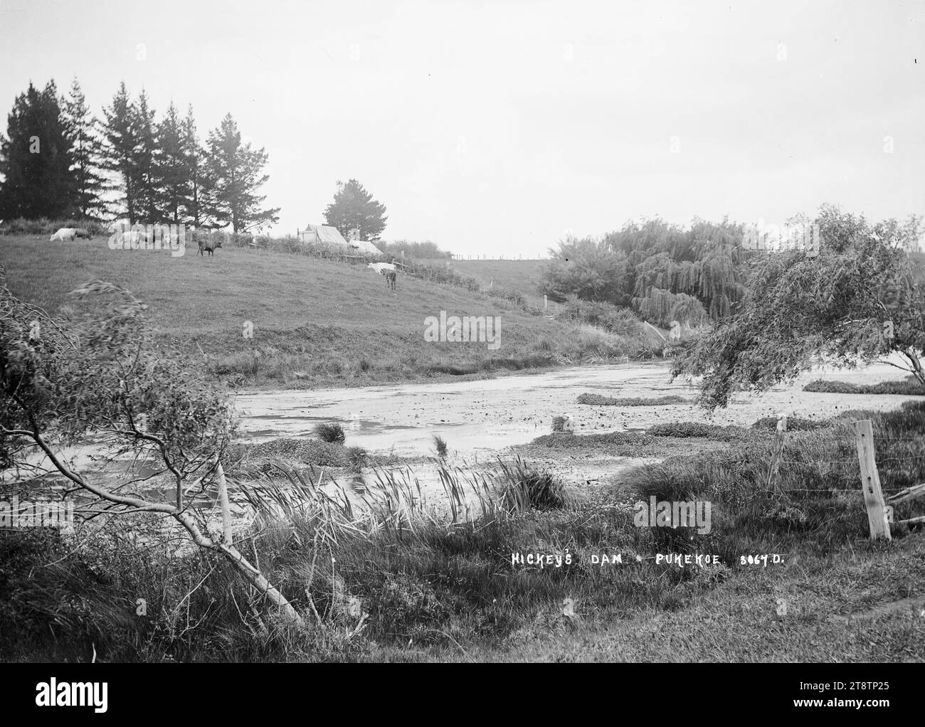 Hickey's Dam, Pukekohe, Blick auf ein Gewässer, das als Hickey's Dam bekannt ist. Auf der anderen Seite des Damms weiden Kühe, und auf dem Dach eines Gebäudes (Bauernhaus?). Ist nur auf der anderen Seite der Hecke sichtbar. Aufgenommen in den frühen 1900er Jahren Stockfoto