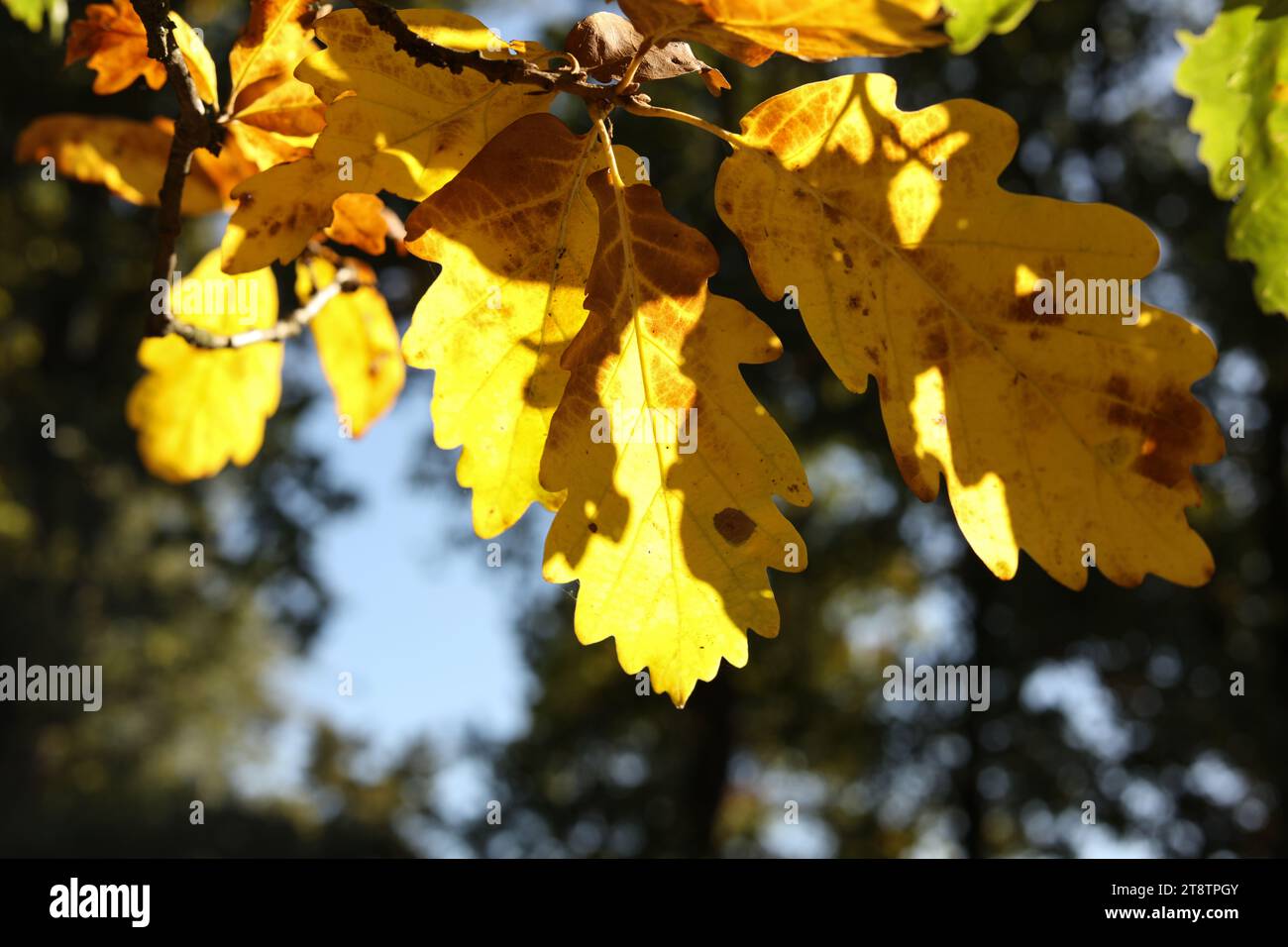 Abschluss von hellgelben Herbsteichenblättern in der Sonne Stockfoto