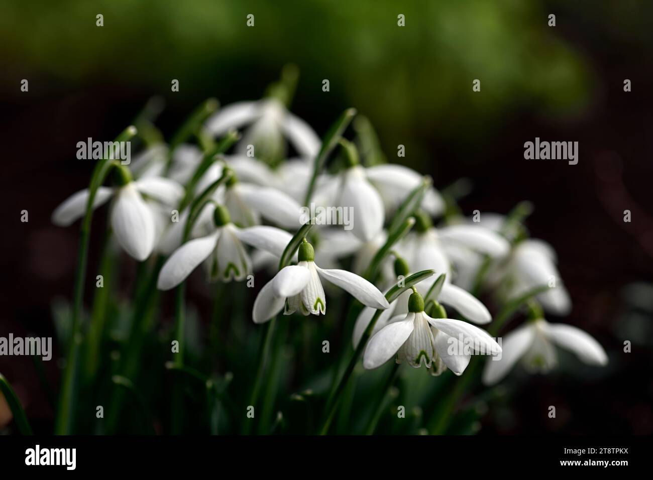 Galanthus White Dream, Hybrid-galanthus; Hybrid-Schneeglöckchen; Hybriden; Schneeglöckchen; Schneeglöckchen; Frühling; Blume; Blumen; RM Floral Stockfoto