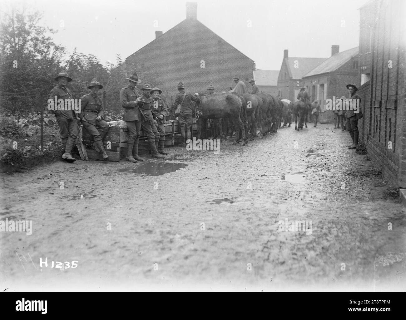 New Zealand Transport Water Mules, Solesmes, Frankreich, New Zealand Division Transport Water Mules in Solesmes, Frankreich. Foto, aufgenommen um Ende November 1918 Stockfoto