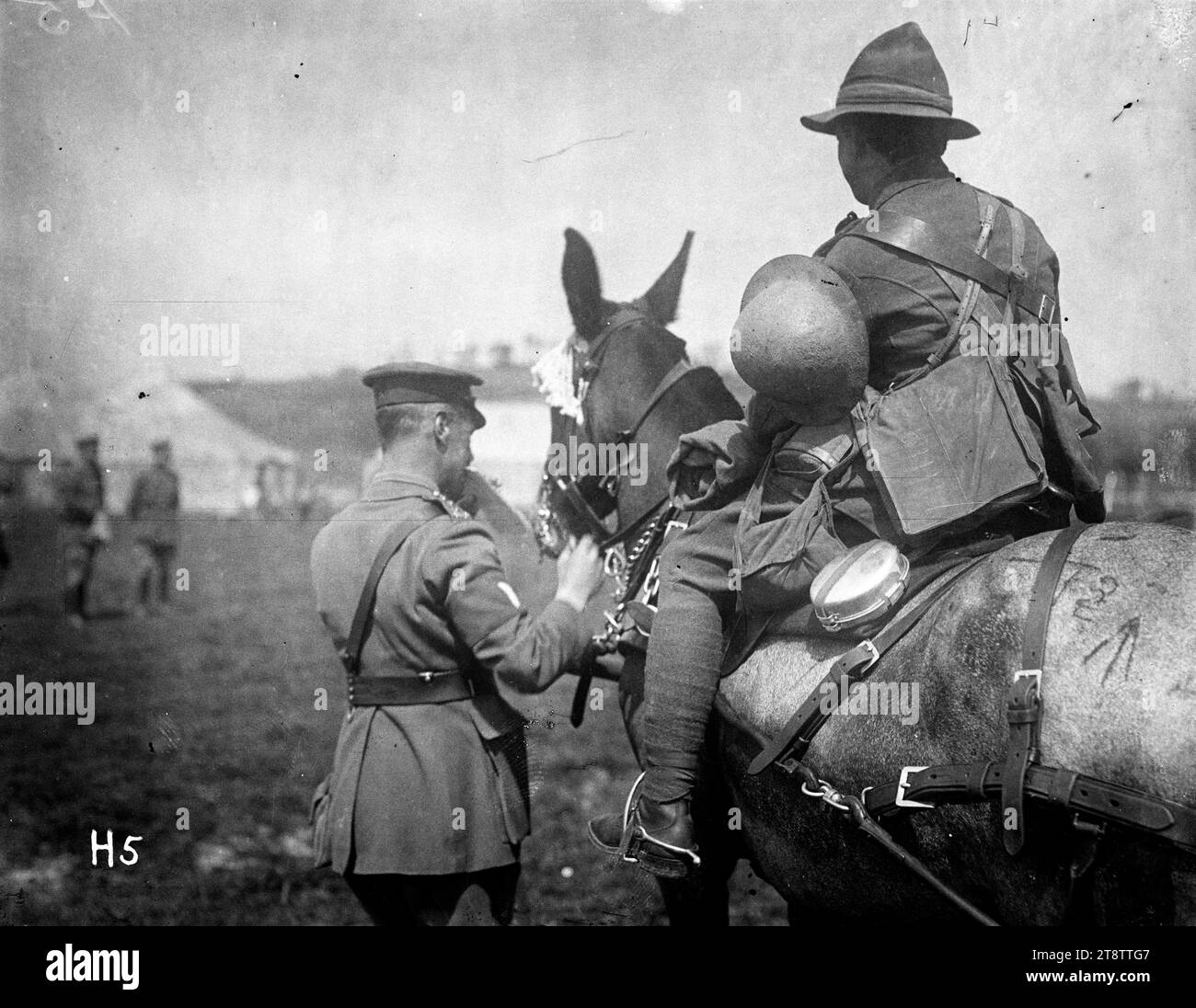 Gewinner der Klasse III (New Zealand Field Ambulance) bei der Pferdeschau der New Zealand Division, Gewinner der Klasse III, 3. New Zealand Field Ambulance, erhalten ein Band auf der New Zealand Horse Show, Western Front. Foto aufgenommen 1917 Stockfoto