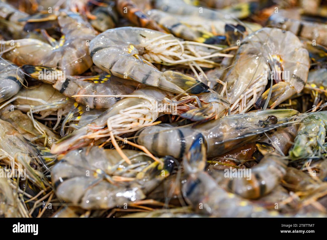Tigergarnelen, roh, in loser Schüttung auf Eis, auf dem Fischmarkt. Stockfoto
