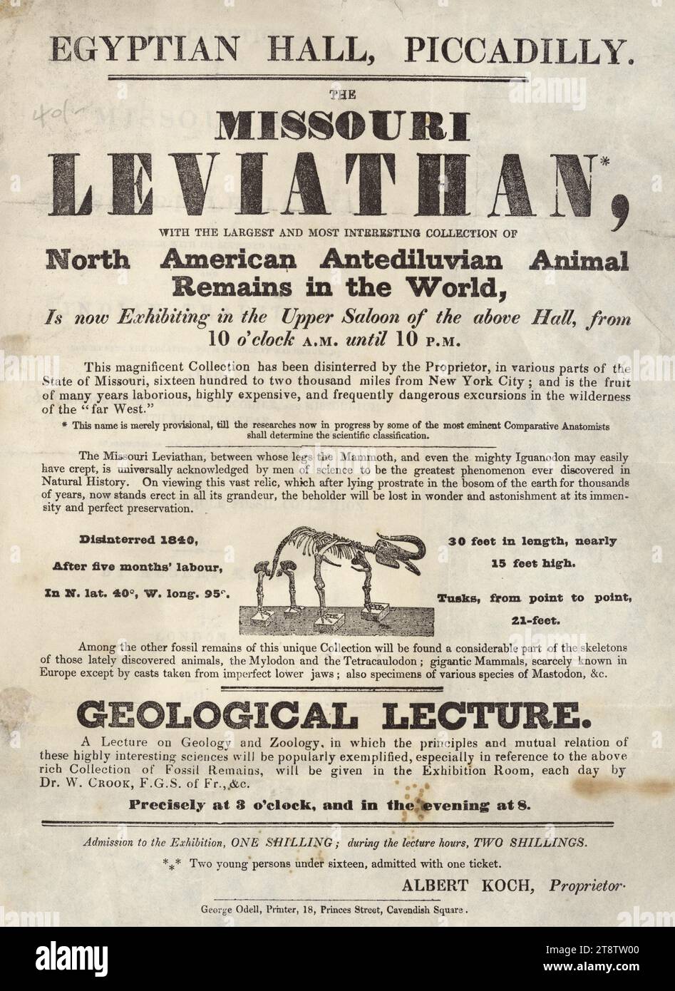 Ägyptische Halle, Piccadilly. Der Missouri Leviathan, mit der größten und interessantesten Sammlung von Überresten nordamerikanischer vortediluvischer Tiere der Welt, wird jetzt im oberen Salon der obigen Halle von 10 Uhr bis 22 Uhr ausgestellt. (Skelett abgebildet), größer als ein Mammut oder ein Leguanodon. Weitere Überreste waren Mylodon, Tetracaulodon, Mastodon und gigantische Säugetiere. Außerdem wird eine Reihe von täglichen geologischen Vorträgen von Dr. W Crook angeboten. Stockfoto