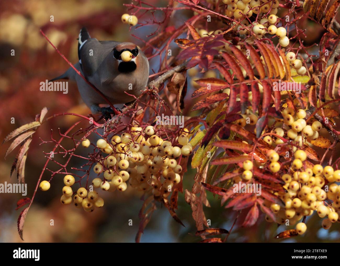 Bohemian Waxwings (Bombycilla garrulus) in den schottischen Highlands Stockfoto