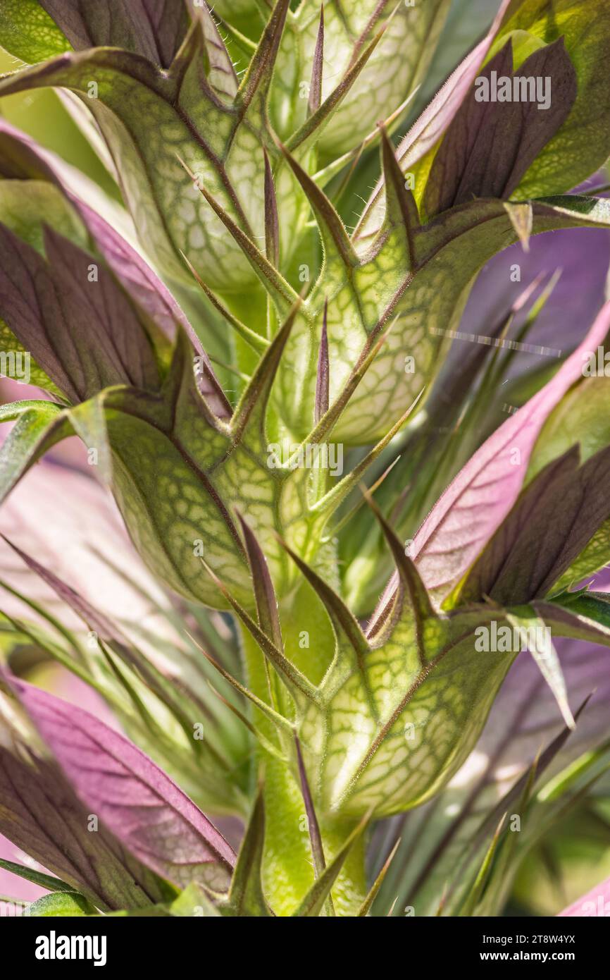 Nahaufnahme der Reithose von Acanthus mollis Bär mit Details von gelapptem Laub, Blumen mit bunten, dunkel violetten Deckblättern, North York Stockfoto