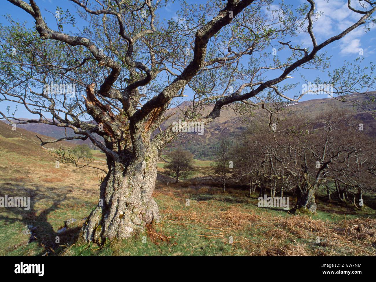 Alder (Alnus glutinosa) reifer Baum am Fluss Farrar, Glen Strathfarrar, Inverness-shire, Schottland, Mai 1994 Stockfoto