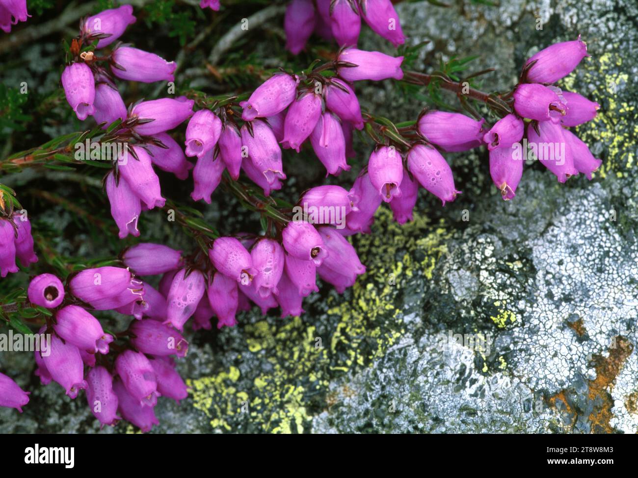 Bell Heather (Erica cinerea) über dem Kopf, Nahaufnahme der Blumenköpfe, die über Flechtenfelsen ziehen, Cairngorms National Park, Speyside, Schottland Stockfoto