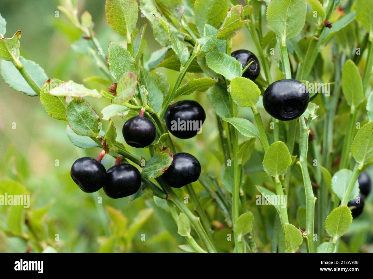 Blaeberry / Bilberry (Vaccinium myrtillus) Fruits, Ben Lawers, National Trust for Scotland Property, Perthshire, Schottland, August 1997 Stockfoto