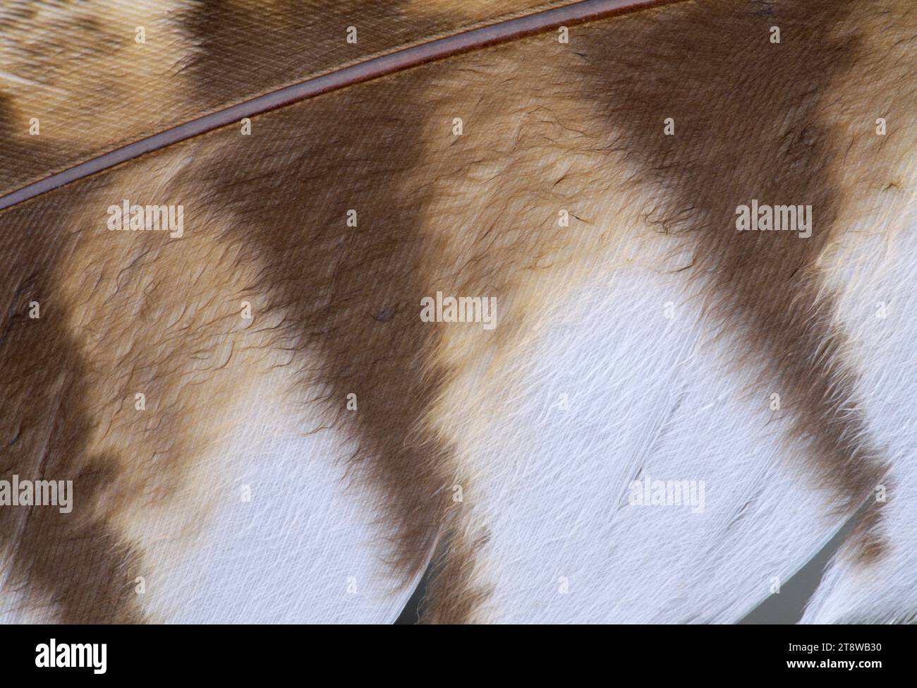 Tawny Owl (Strix aluco) Nahaufnahme einer primären Flügelfeder mit falscher Oberfläche, um Lärm während des Fluges zu reduzieren, Berwickshire, Scottish Borders, Schottland Stockfoto