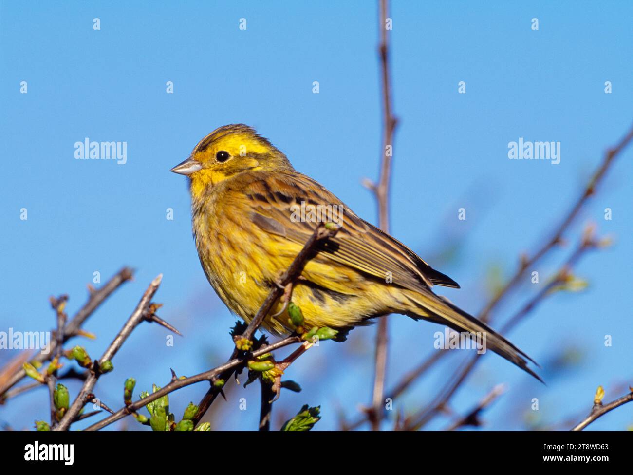 Yellowhammer (Emberiza citrinella) männlicher Vogel in Weißdornhecke, Berwickshire, Scottish Borders, Schottland, Januar 2001 Stockfoto