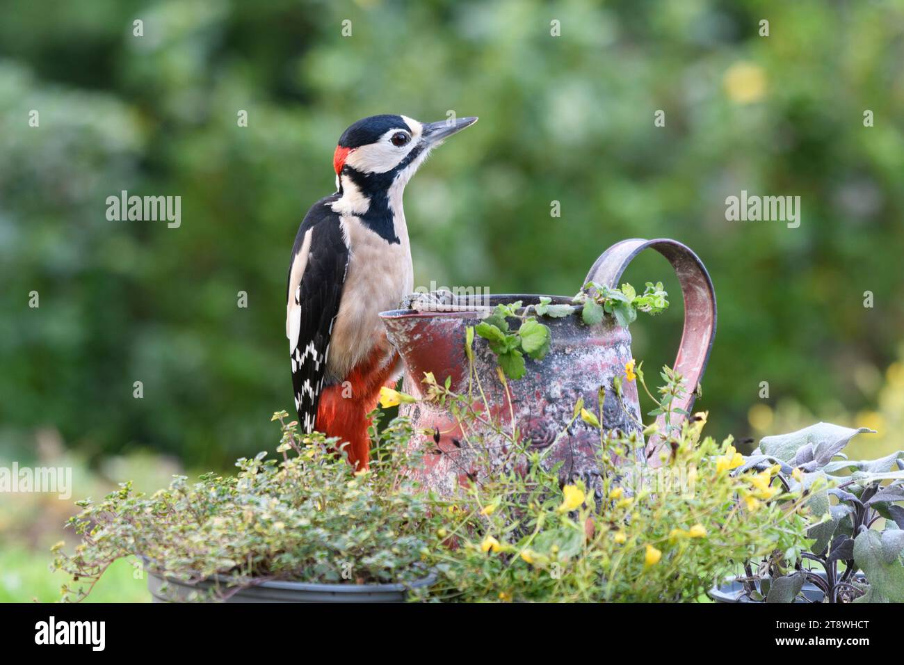 Großspecht Dendrocopus Major, auf einem alten Krug, der als Pflanzgefäß im Garten verwendet wurde, County Durham, England, Großbritannien, November. Stockfoto