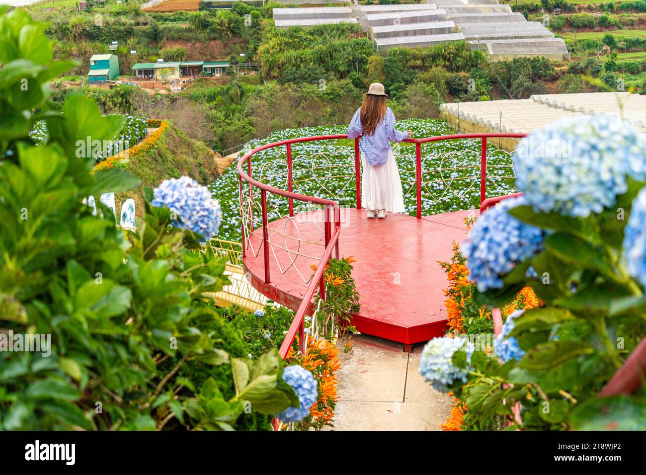Junge Reisende, die mit blühenden Hortensien-Gärten in Dalat, Vietnam, genießt. Reise-Lifestyle-Konzept Stockfoto