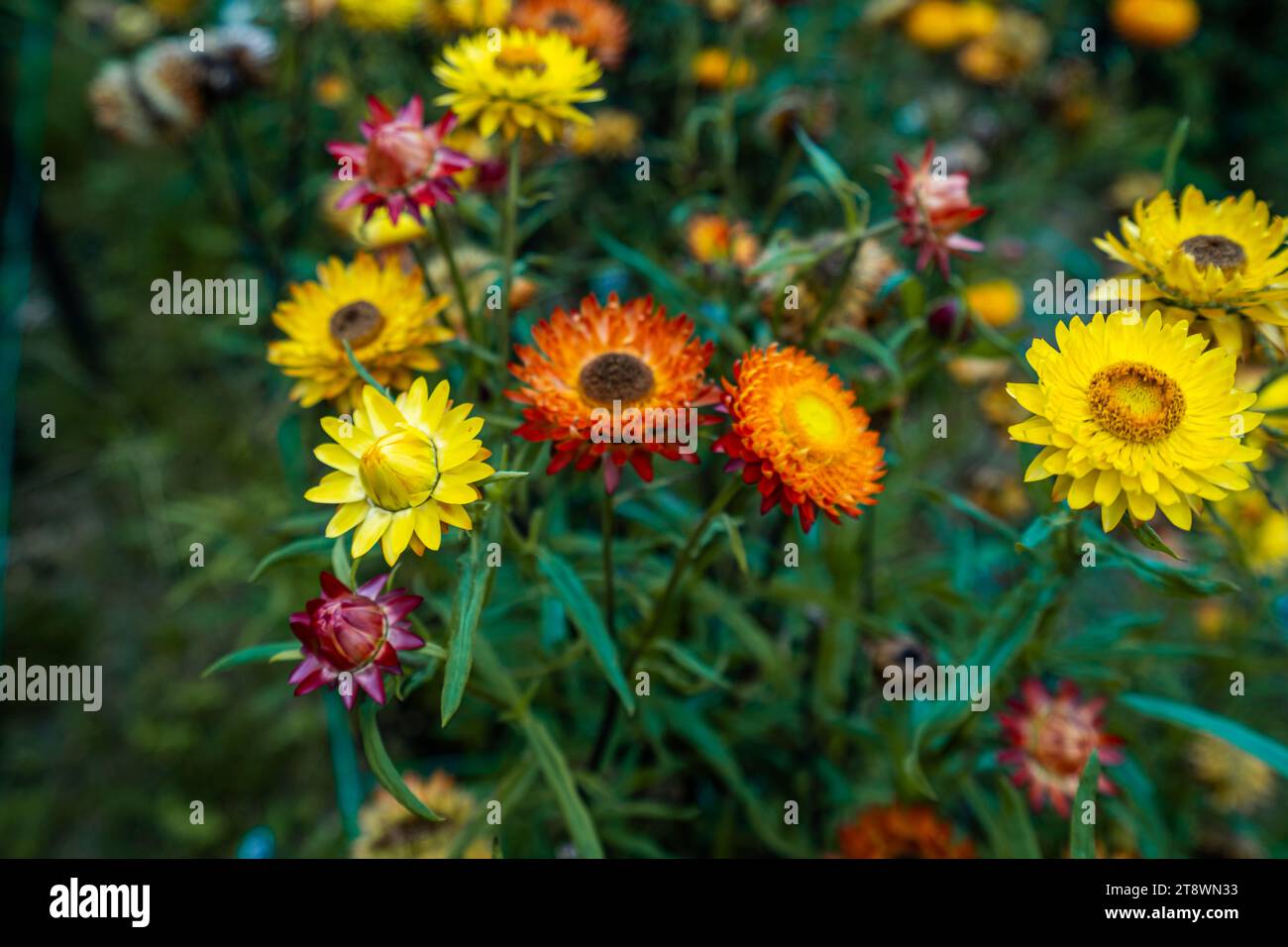 Friedlicher Hintergrund mit blühendem gelben Xerochrysum bracteatum Garten in Dalat, Vietnam. Reise-Lifestyle-Konzept. Selektiver Fokus Stockfoto