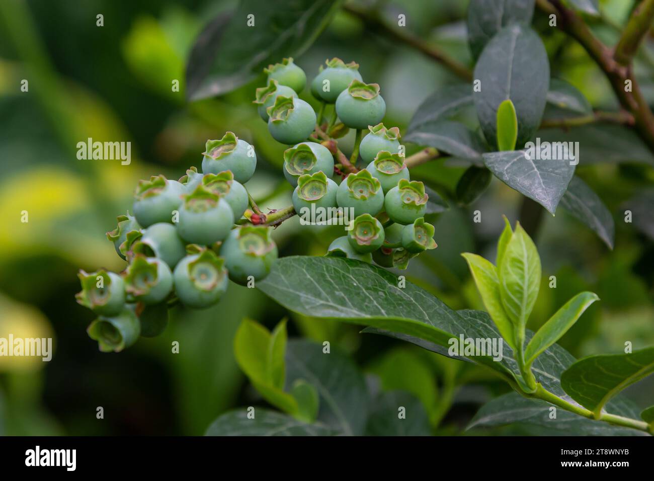 Grüne Heidelbeeren, Vaccinium corymbosum, reifende Früchte auf einem Heidelbeerstrauch, Nahaufnahme. Stockfoto