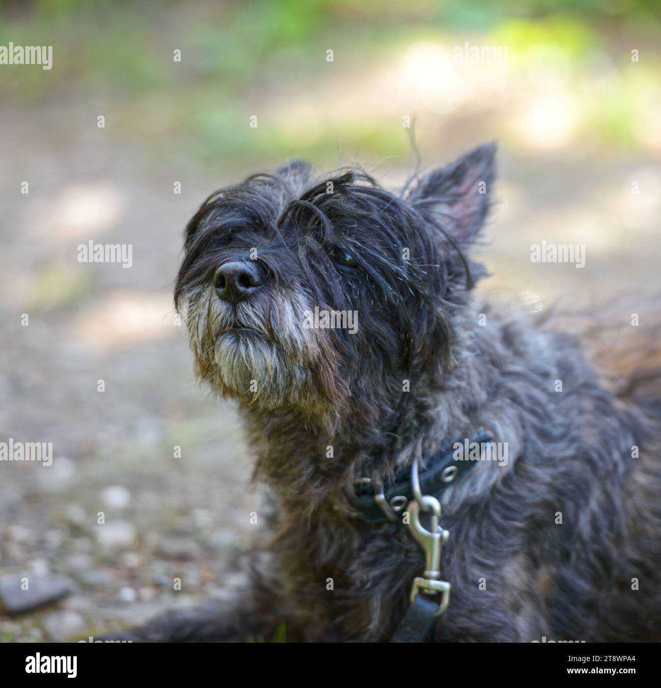 Nahaufnahme Hundeporträt der Cairn Terrier Rasse mit zotteligem Fell von dunkler Farbe. Stockfoto