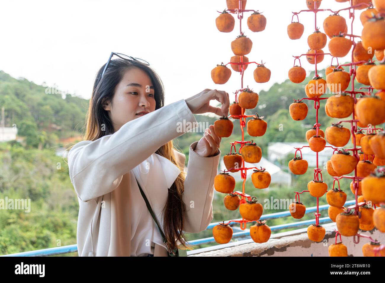 Eine junge Reisende genießt getrocknete Persimmon, die an Fäden gehängt wird, um einen gewöhnlichen Anblick in da Lat, Vietnam, zu trocknen. Indem Sie sie auf eine Bohranlage hängen und in eine Ai legen Stockfoto
