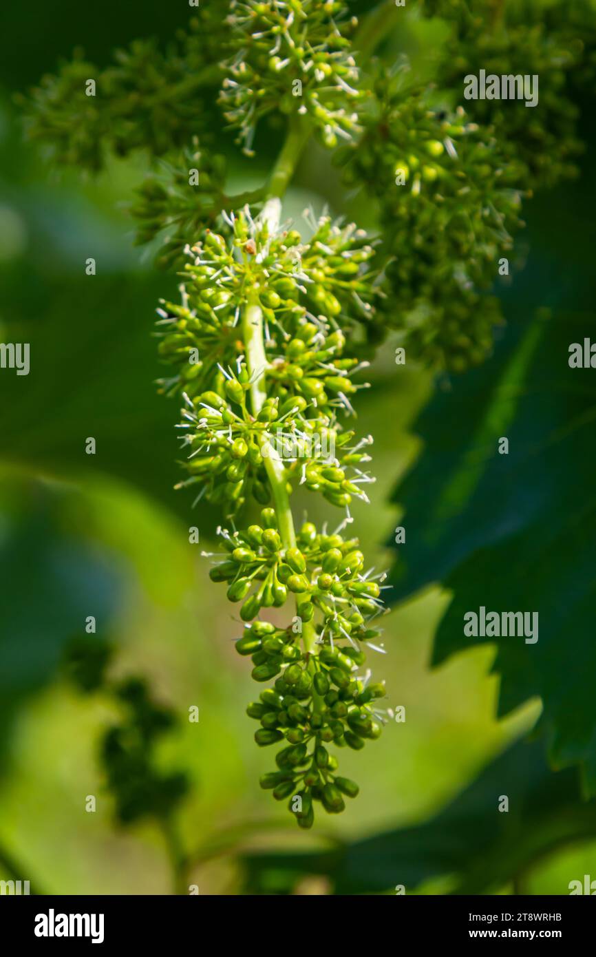 Blütenknospen und Blätter von Triebe Weinstock Frühling, Landwirtschaft Natur Hintergrund. Stockfoto
