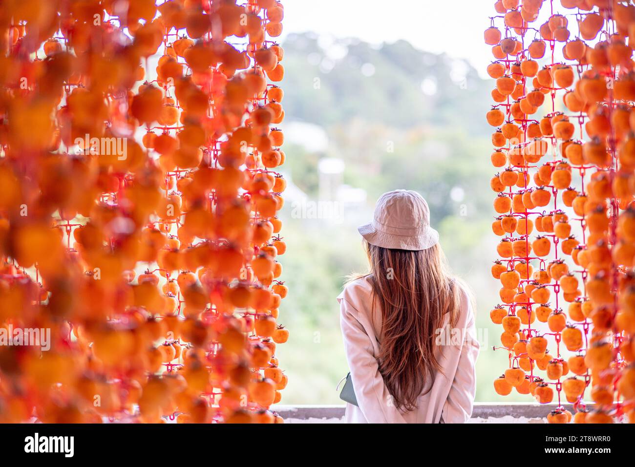 Eine junge Reisende genießt getrocknete Persimmon, die an Fäden gehängt wird, um einen gewöhnlichen Anblick in da Lat, Vietnam, zu trocknen. Indem Sie sie auf eine Bohranlage hängen und in eine Ai legen Stockfoto