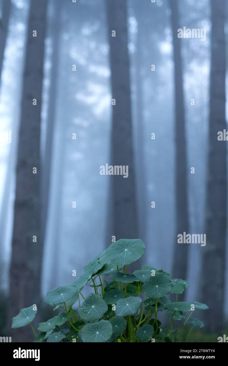 Kapuzinerkresse im Vorder- und Nebelwald im Hintergrund. Stockfoto