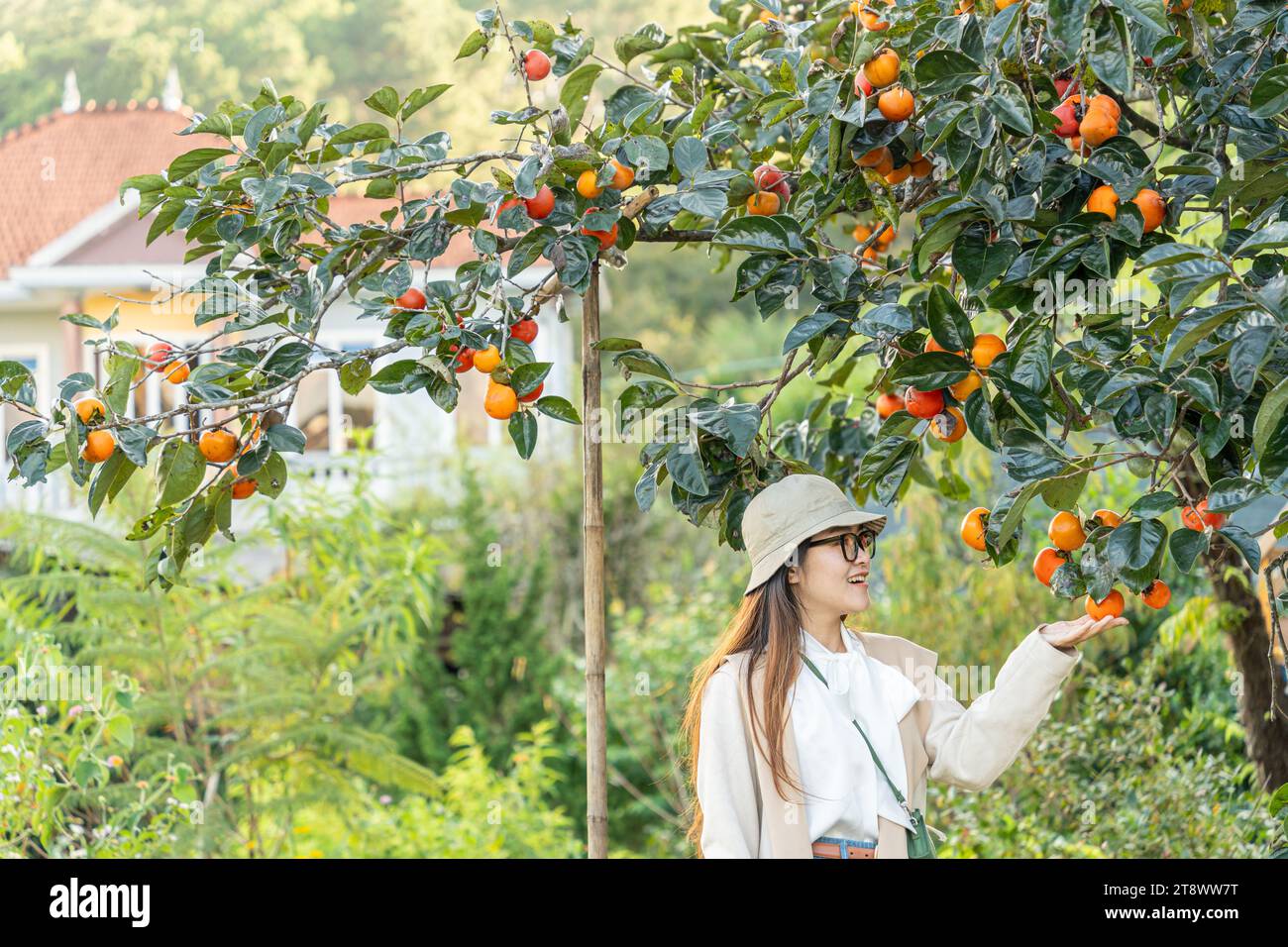 Junge Reisende, die mit persimmonischen Garten Hintergrund in Dalat, Vietnam, genießt. Reise-Lifestyle-Konzept Stockfoto