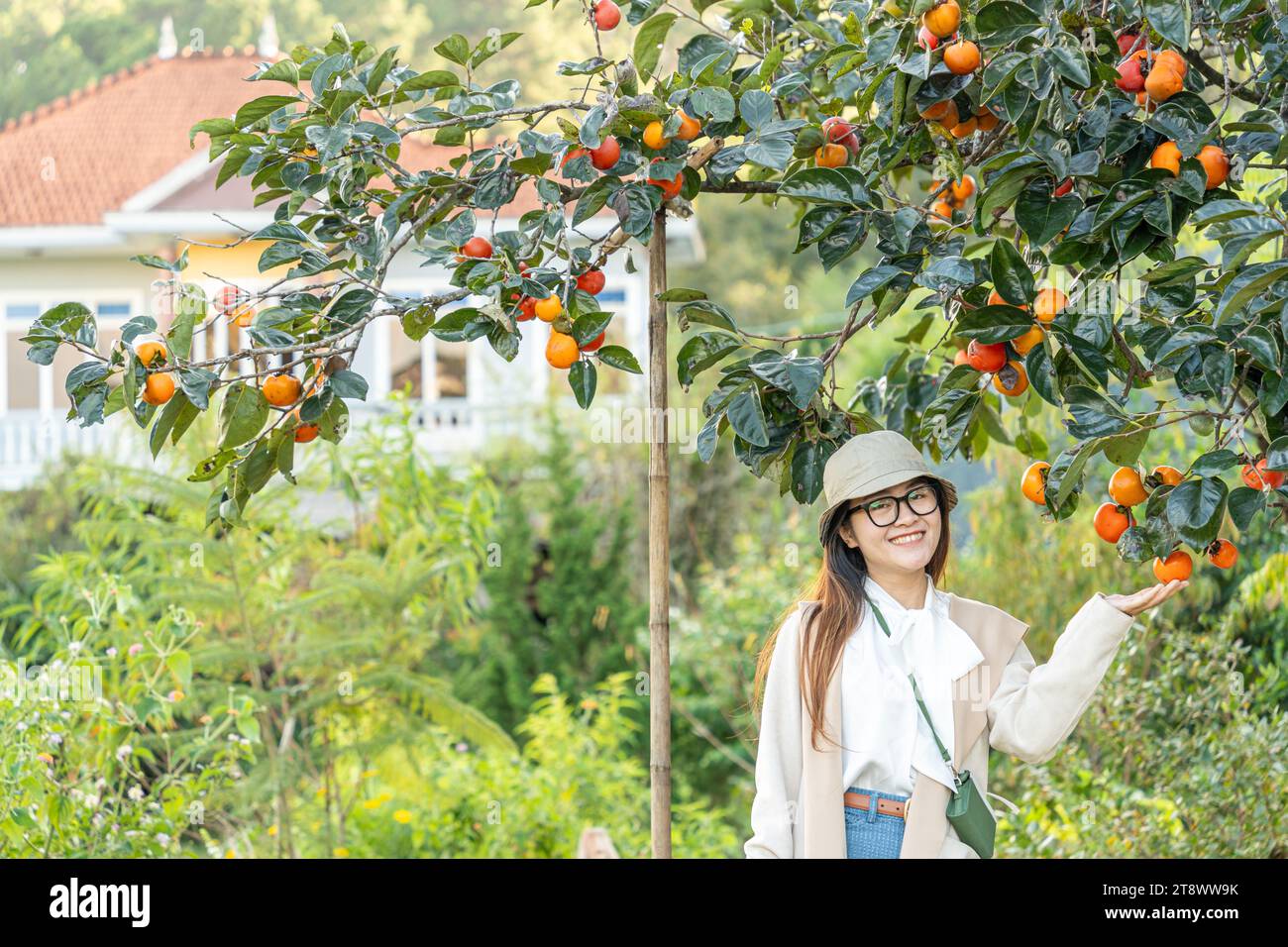 Junge Reisende, die mit persimmonischen Garten Hintergrund in Dalat, Vietnam, genießt. Reise-Lifestyle-Konzept Stockfoto