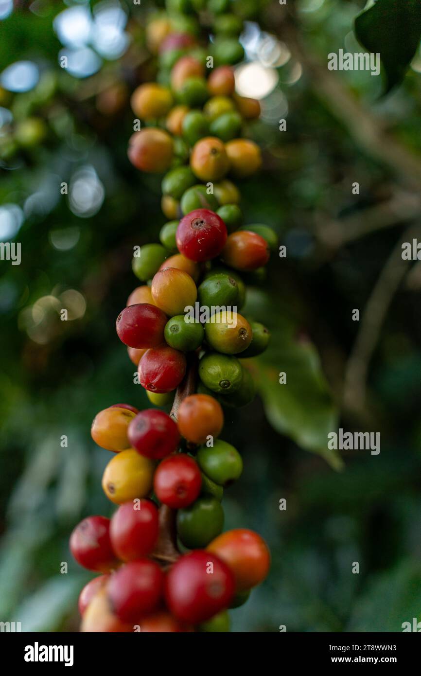 Kaffeebohnen Reifen, frischer Kaffee, Rote Beeren Zweig, Industrie Landwirtschaft auf Baum in Vietnam. Landwirtschaft und Natur Stockfoto