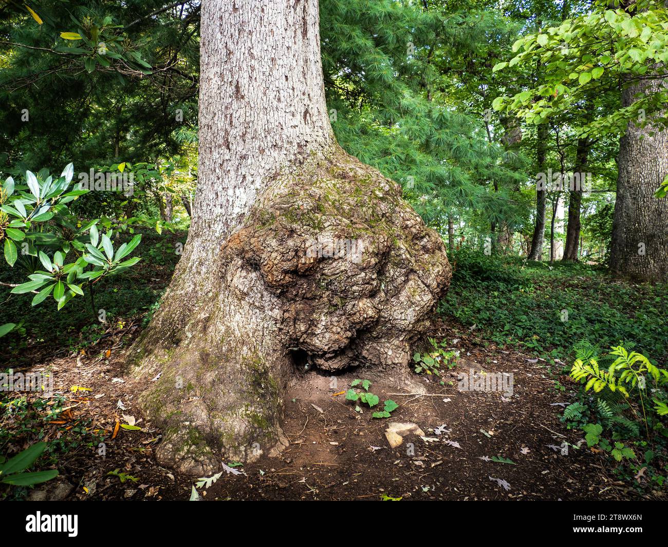 White Oak Bump Tree im Mill Mountain Wildflower Garden, Roanoke Stockfoto
