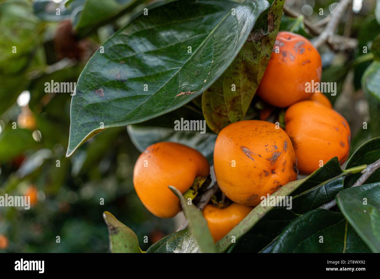 Kakimmonbaum frische Früchte, die an den Zweigen im Pflanzengarten gereift werden. Saftige Früchte und reife Früchte mit Kakimonenbäumen schön knackig saftig Stockfoto