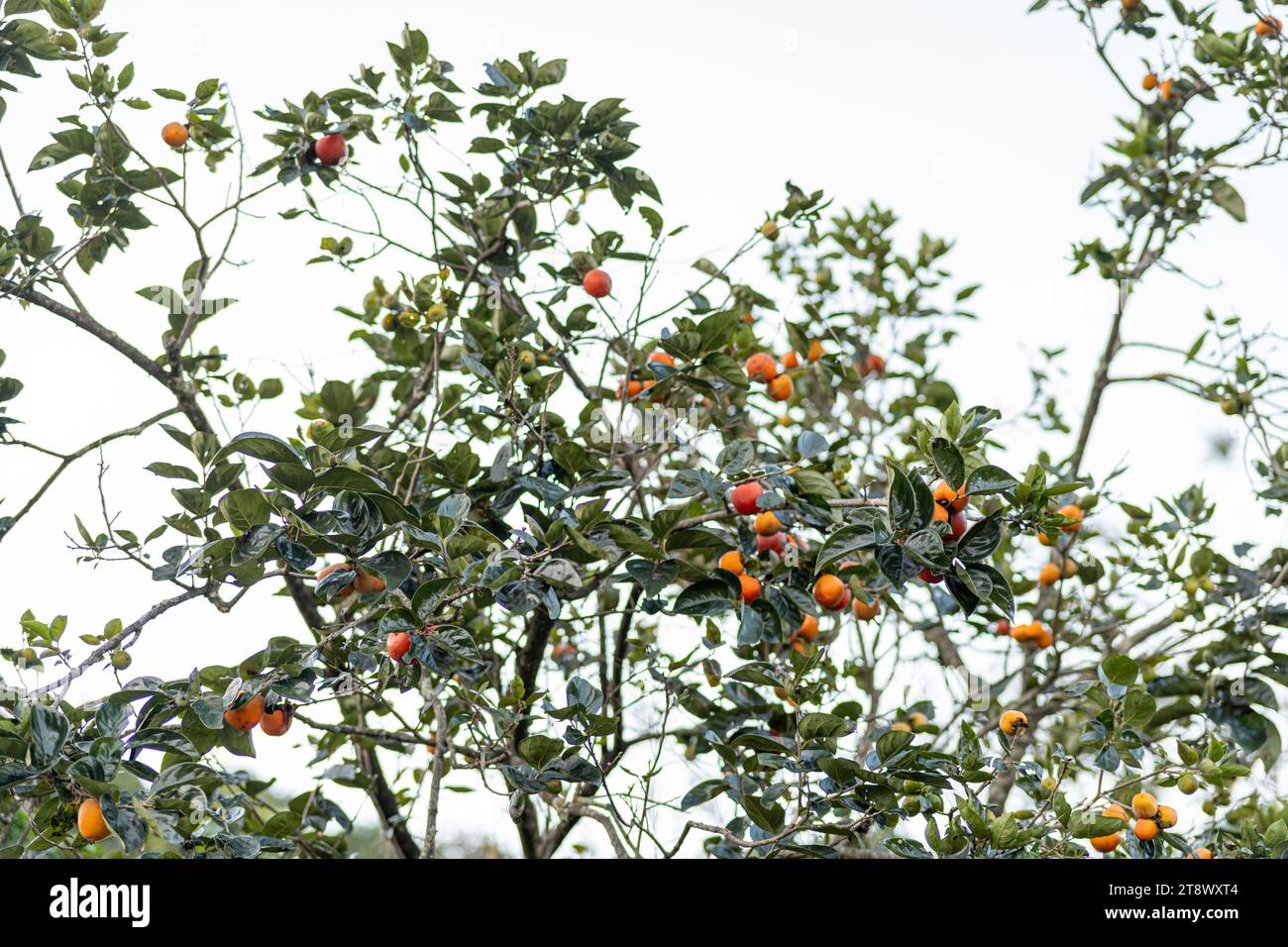 Kakimmonbaum frische Früchte, die an den Zweigen im Pflanzengarten gereift werden. Saftige Früchte und reife Früchte mit Kakimonenbäumen schön knackig saftig Stockfoto