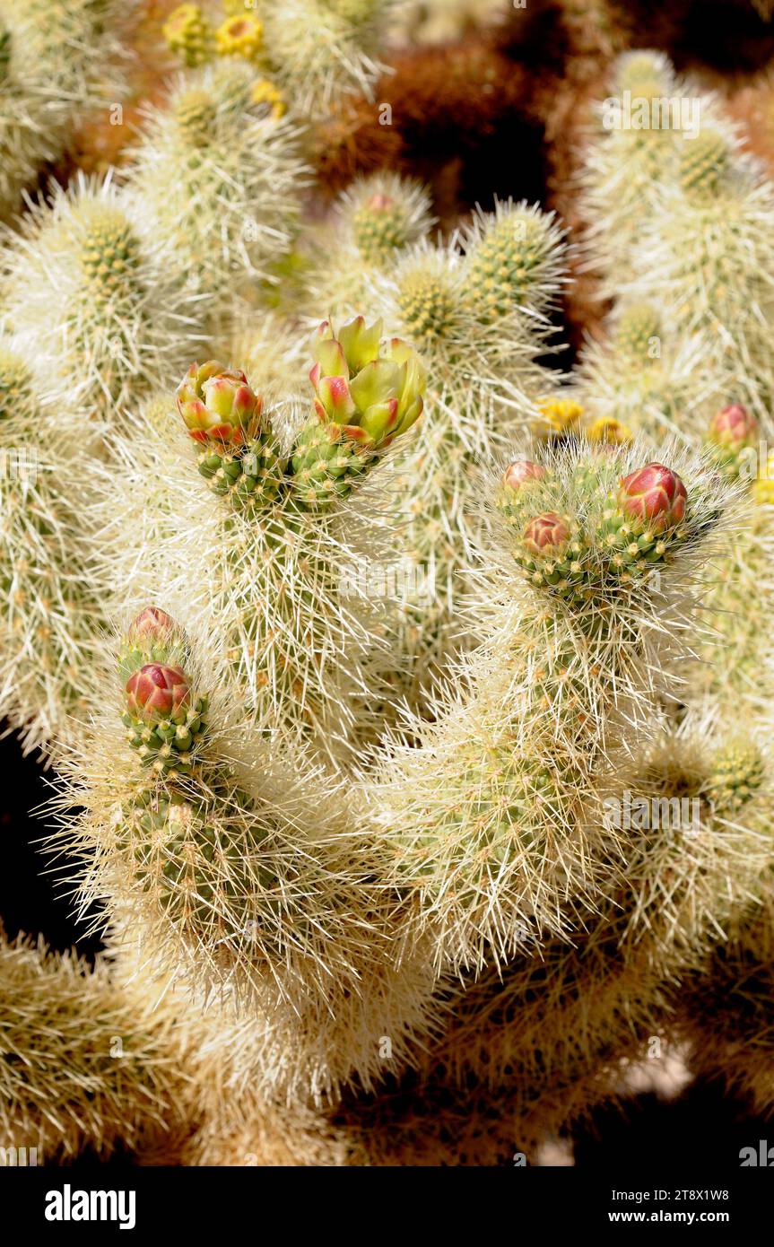 Cylindropuntia bigelovii oder Opuntia bigelovii) ist ein cholla-Kakteen aus dem Südwesten der USA und dem Nordwesten Mexikos. Dieses Foto Stockfoto