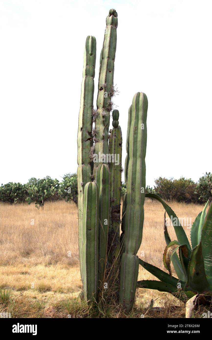 Kaktus organo oder chilayo (Pachycereus marginatus) ist ein kolumnarer Kaktus, der in Mexiko endemisch ist. Dieses Foto wurde in Teotihuacan, Mexiko, aufgenommen. Stockfoto