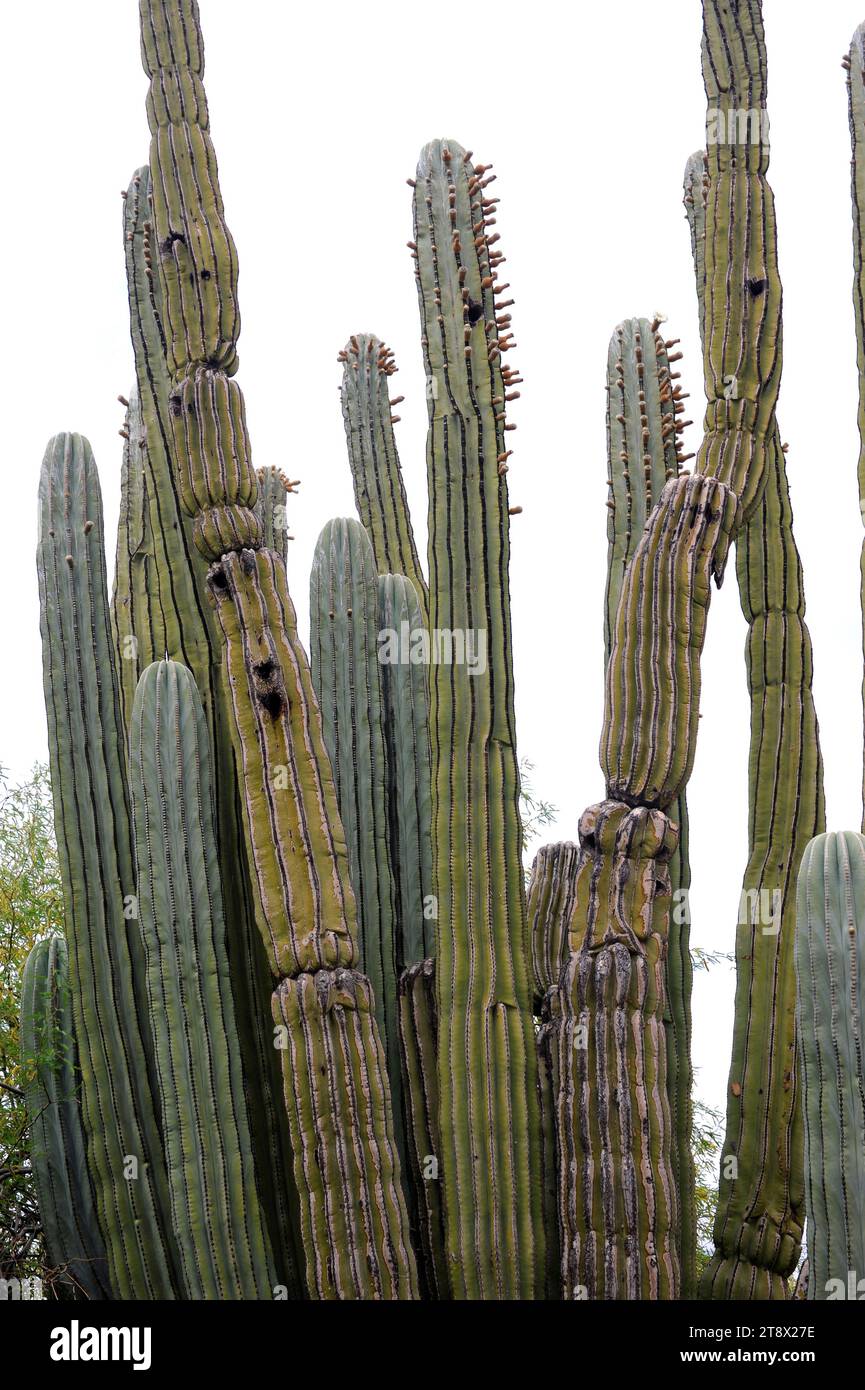 Mexikanischer Riesenkardon oder Elefantenkaktus (Pachycereus pringlei) ist ein säulenförmiger Kaktus aus dem Nordwesten Mexikos. Stockfoto