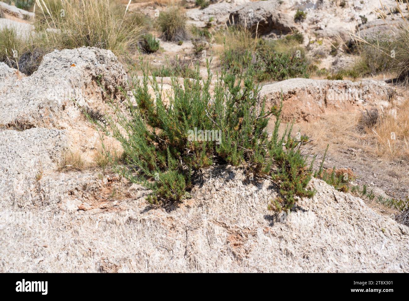 Albada o jabonera (Gypsophila sthrutium) ist eine auf der iberischen Halbinsel endemische Gipspflanze. Dieses Foto wurde in Karst en yesos de Sorbas in Almeria aufgenommen Stockfoto