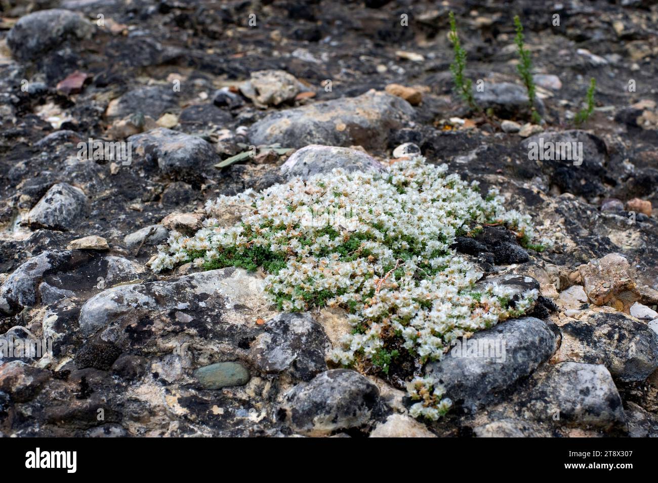 Nevadilla oder Sanguinaria (Paronychia kapela serpyllifolia) ist ein mehrjähriges Kraut mit kleinen Blüten, umgeben von silbrigen Braten. Ist in den Alpen und heimisch Stockfoto