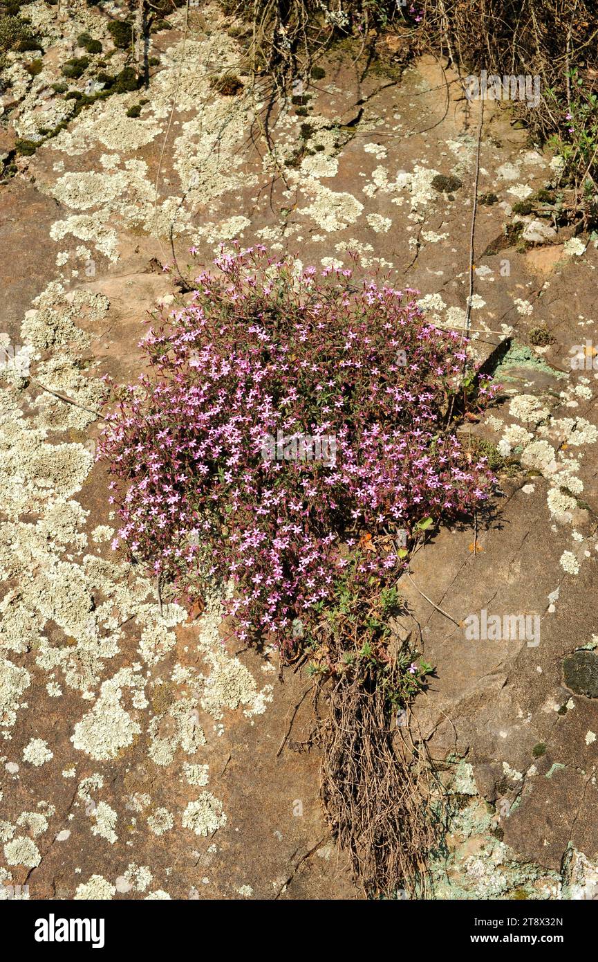 Rock soapwort oder Tumbling Ted (Saponaria ocymoides) ist ein mehrjähriges Kraut, das in Südwesteuropa beheimatet ist. Dieses Foto wurde in Montseny Biosphere Res aufgenommen Stockfoto