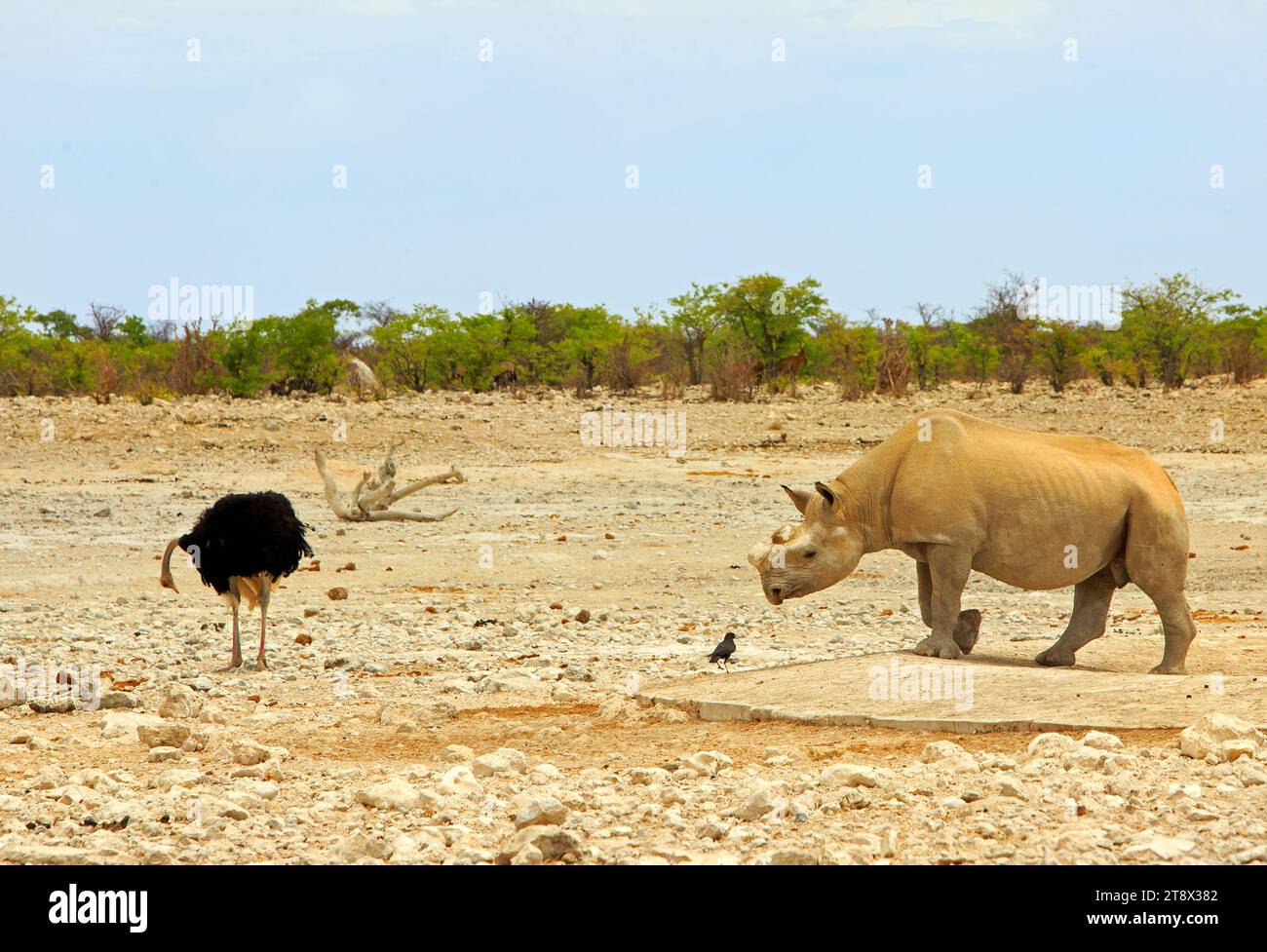 Seitenprofil eines bedrohten Schwarzen Nashorns, der auf der afrikanischen Ebene spaziert, mit abgeschnittenem Horn zum Schutz Stockfoto