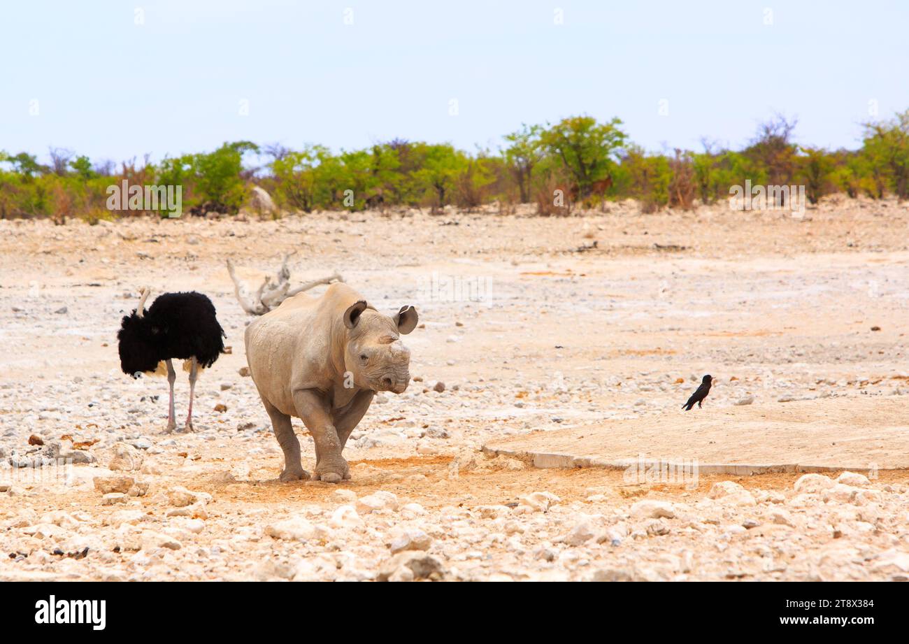 Wildes Schwarzes Nashorn mit abgeschnittenem Horn zum Schutz, zu Fuß zur Kamera mit einem männlichen Ostich und trockenen Ebenen im Hintergrund - Etosha National Par Stockfoto