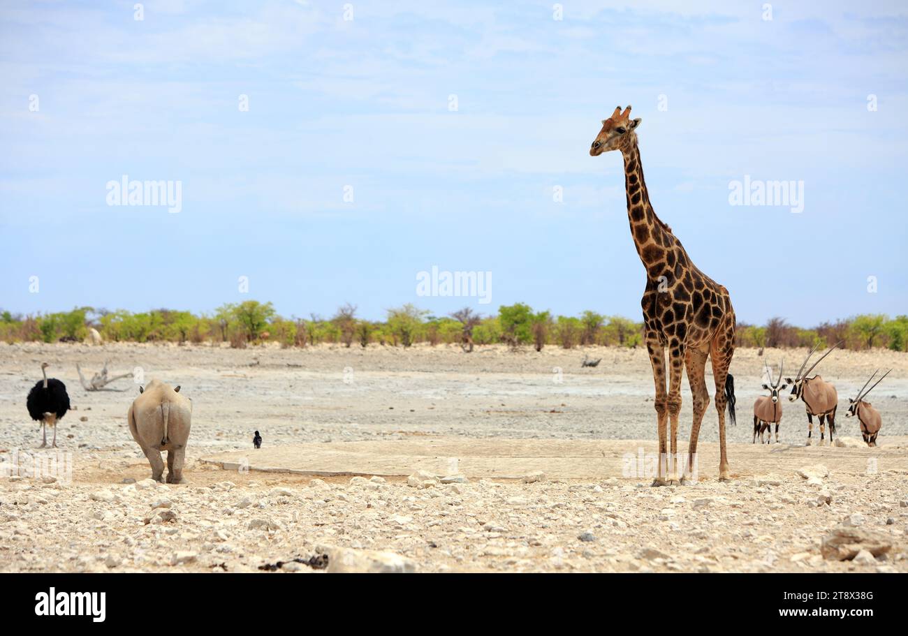 Eine typische afrikanische Safari-Szene im Etosha Nationalpark, mit Back Rhinozerous, Giraffe, Strauß und Gemsbok Oryx - Namibia Stockfoto