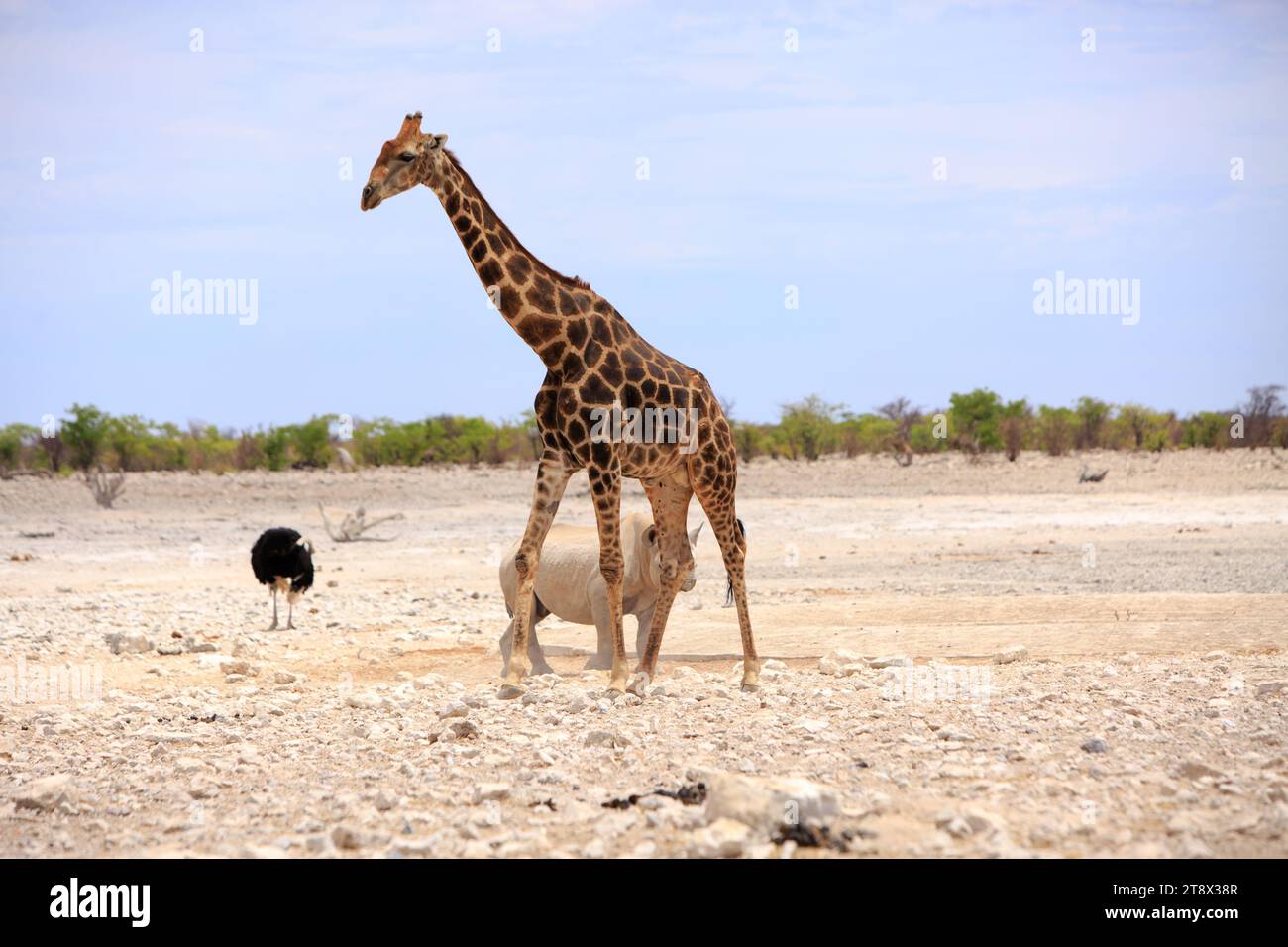 Schwarzes Nashorn und ein Schwarzer Strauß auf der afrikanischen Savanne mit einer großen erwachsenen Giraffe im Umkreis - Etoshaa Nationa; Park, Namibia, Afrika Stockfoto