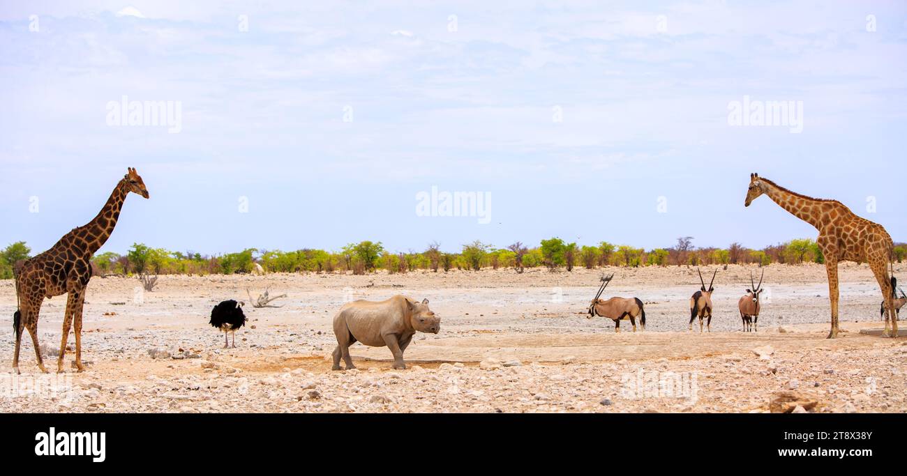 Panoramabild von zwei Giraffen mit einem Schwarzen Nashorn in der Mitte des Bildes, mit Gemsbok Oryx und Strauß, Etosha Nationalpark - Namibia Stockfoto