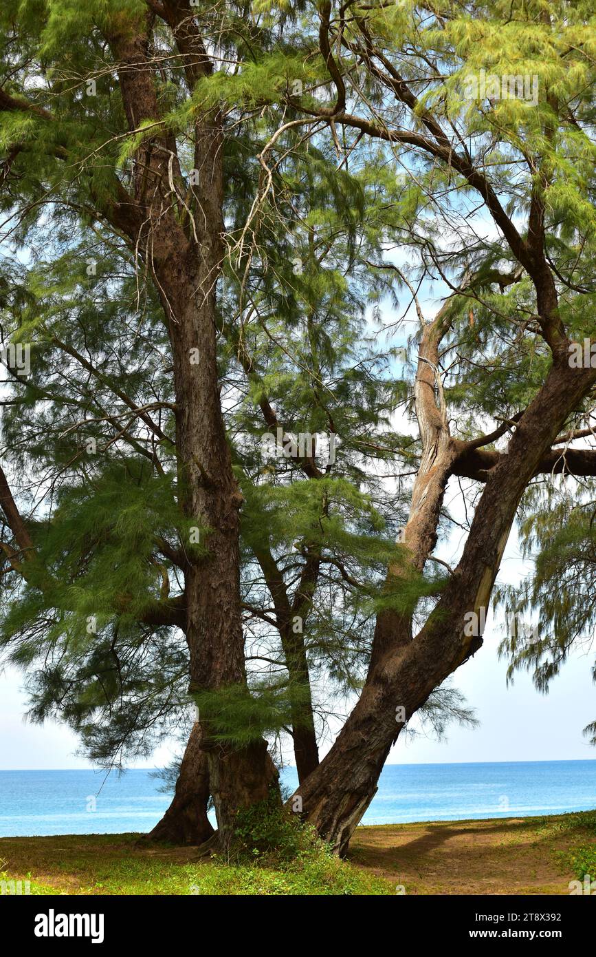 Die australische Kiefer (Casuarina equisetifolia) ist ein immergrüner Baum aus Südostasien, Polynesien und Australien. Dieses Foto wurde in Phuk aufgenommen Stockfoto